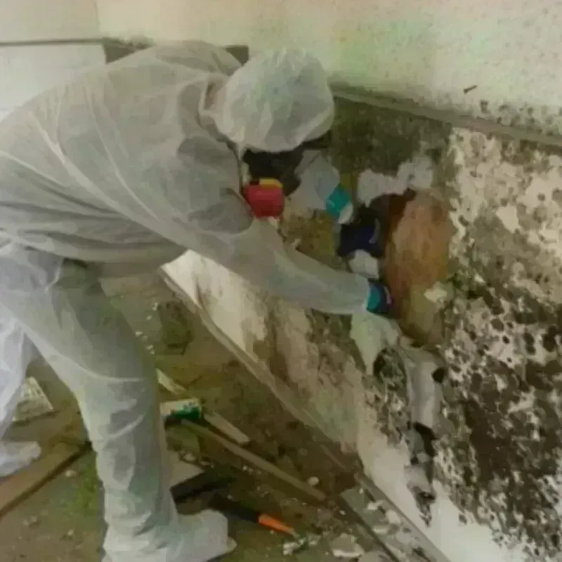 Mold Remediation and Removal in Bentleyville, PA